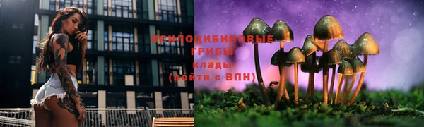 сатива Горняк